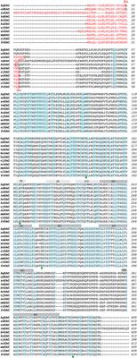 Evolutionary conservation of Zinc-Activated Channel (ZAC) functionality in mammals: a range of mammalian ZACs assemble into cell surface-expressed functional receptors